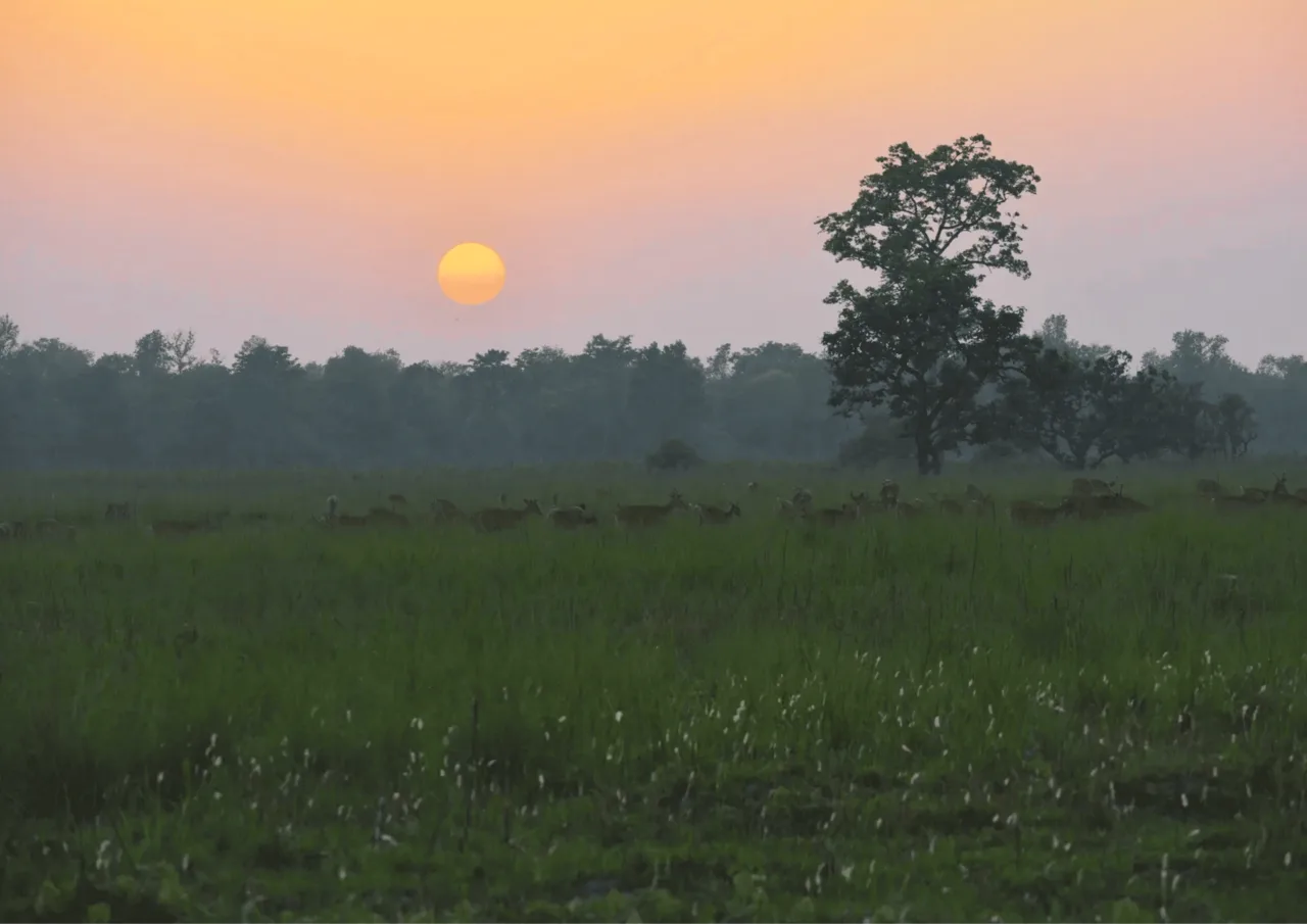 Sunset at Shuklaphanta National Park